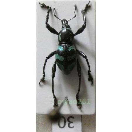 Metapocyrtus lindabonus W.Schultze, 1922 male Philippines30